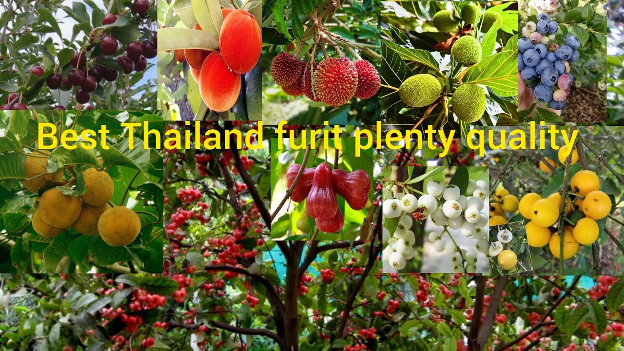 Thailand furit plant available all days online delivery plant booking kijiye whatsapp 8016231013