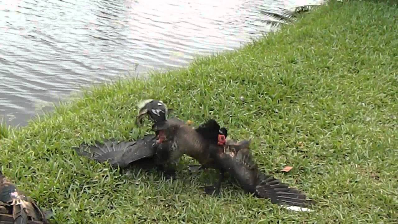 Young Muscovy duck has his first big fight and loses
