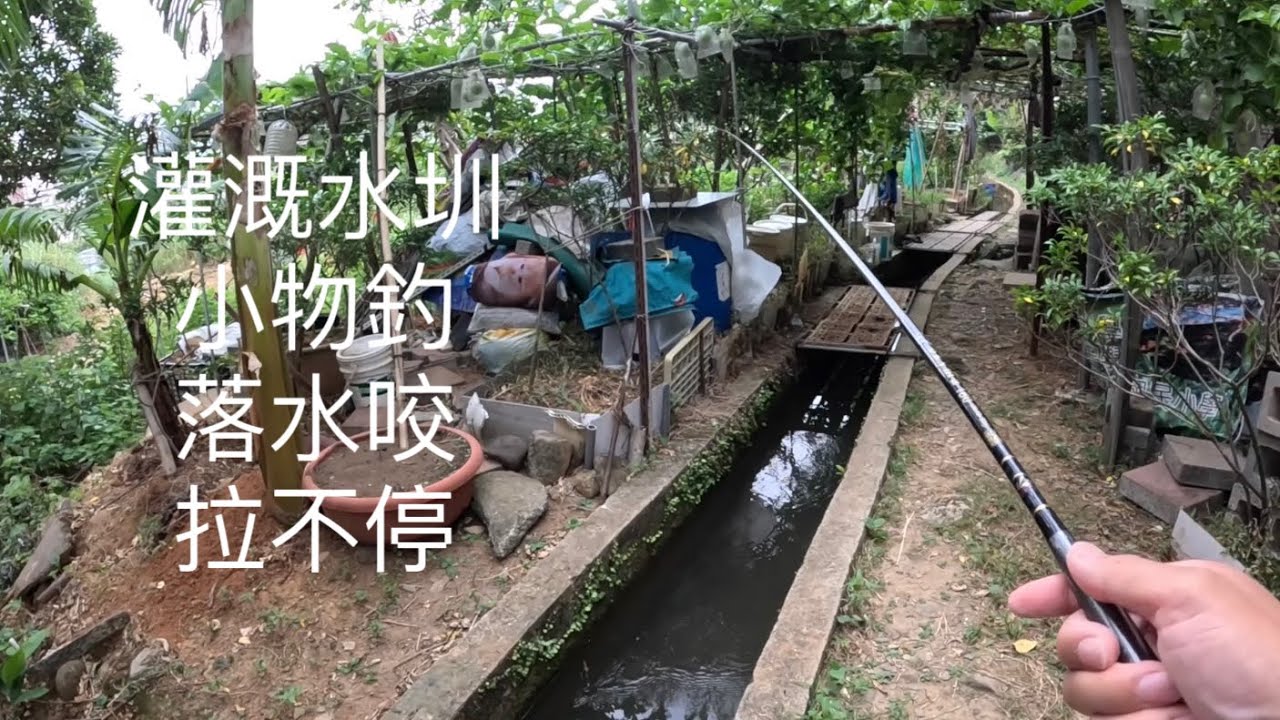 [北海岸釣點分享]  北海岸 三芝 菜園 水圳 釣苦花魚 落水咬 拉不停    ！！ 記得 訂閱 才能收到第一手釣況資訊 謝謝！！
