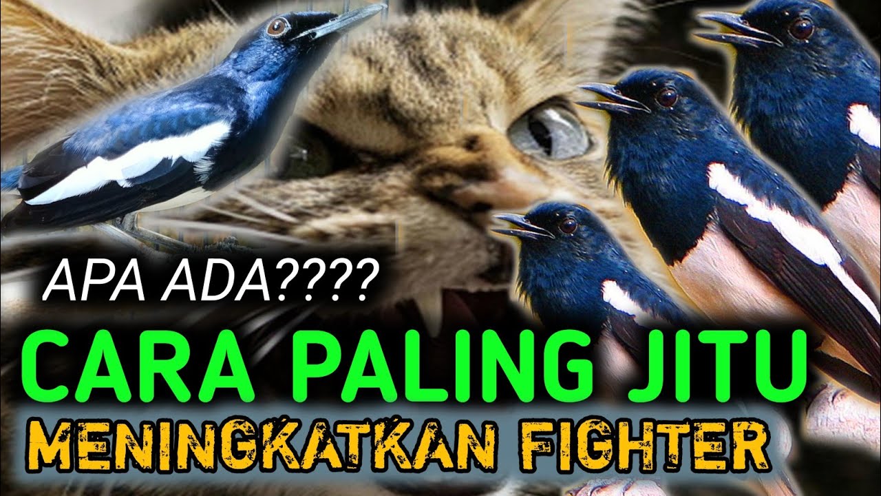 PAHAMI ?? CARA PALING JITU MENINGKATKAN FIGHTER BURUNG KACER | DR KACER