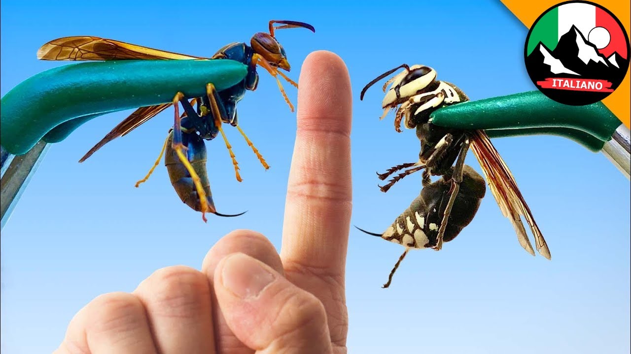 STUNG Twice - Wasp vs. Hornet! 🐝  Brave Wilderness Italiano
