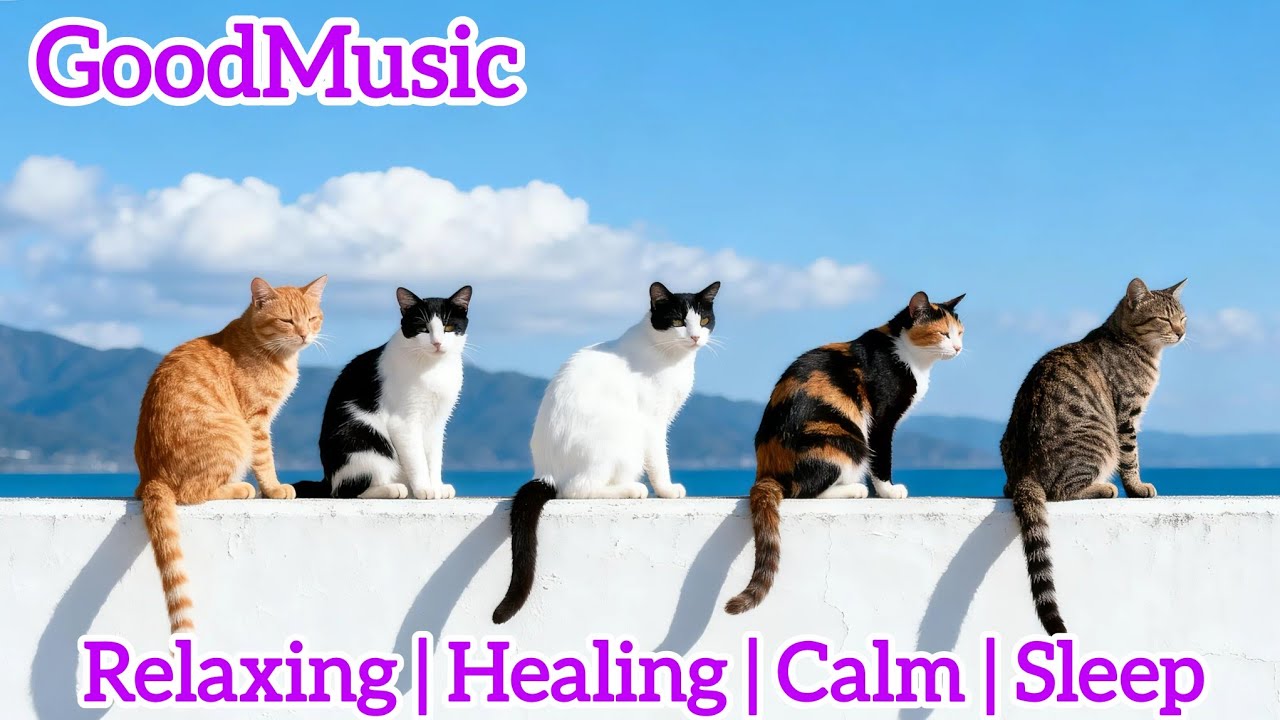 Relaxing and pleasant music (piano, violin, guzheng, etc.) | 輕鬆愉悅音樂（鋼琴、小提琴、古箏等） #music #音乐