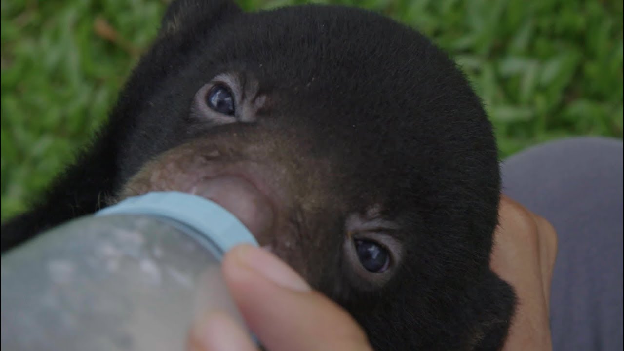 Tasty Beers helping cute Bears