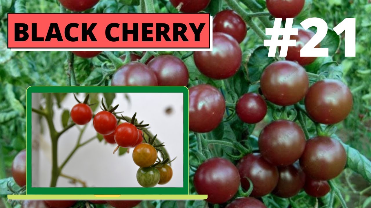 Black Cherry jak rośnie