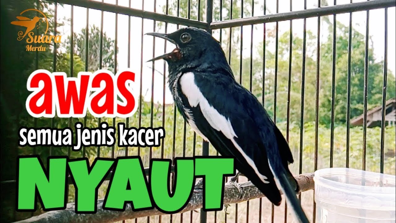 TERAPI KACER GACOR DONGKRAK EMOSI DAN BIRAHI LAWAN, JOSS CEPAT GACOR BONGKAR ISIAN