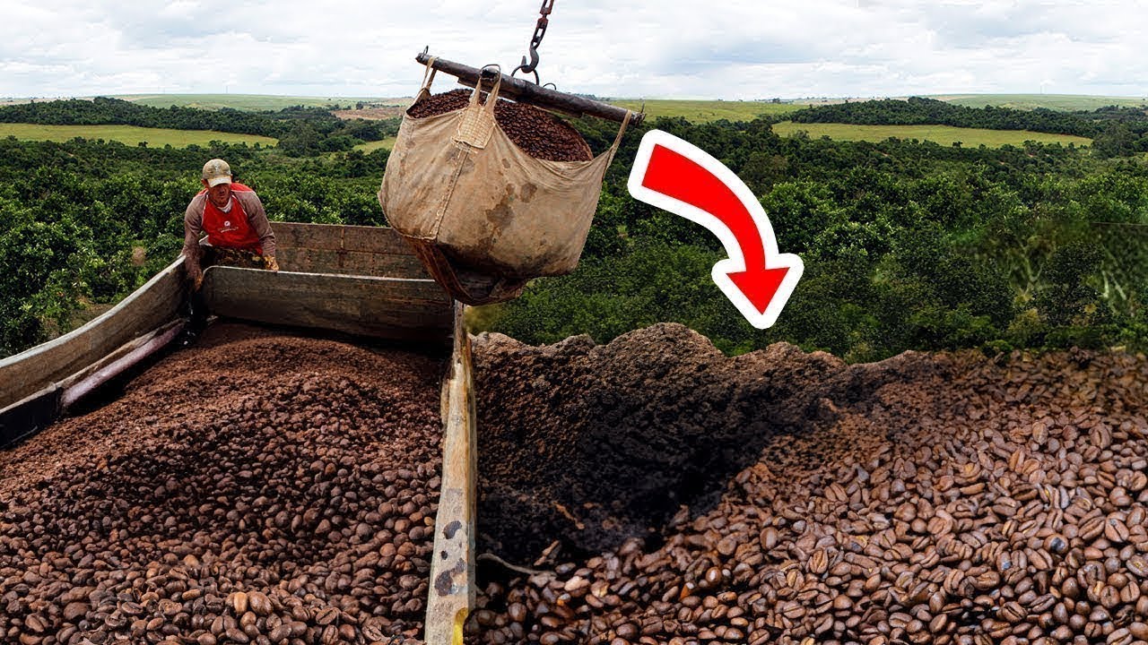 They Dumped 1 Million Pounds of Coffee. What Grew Made Them Rich