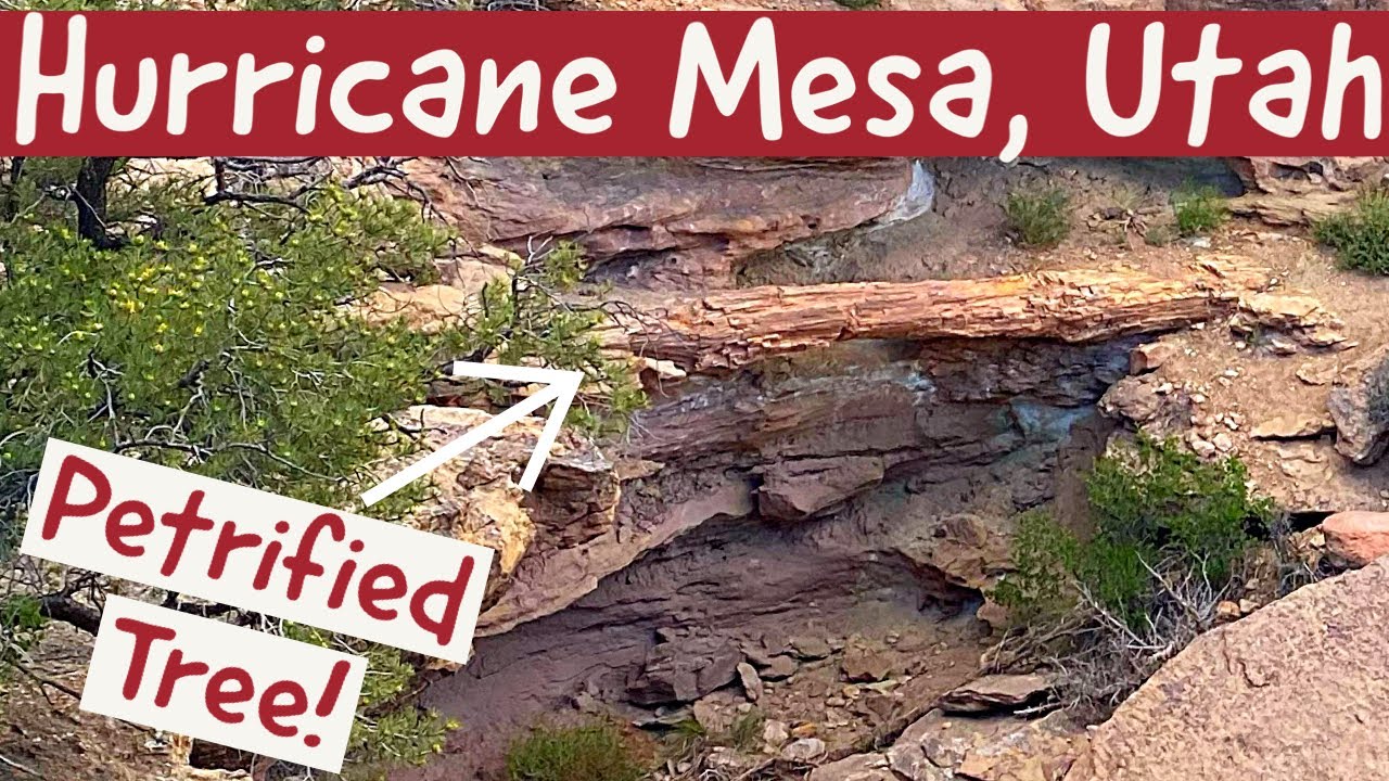 Rockhounding Petrified Wood at Hurricane Mesa Near St. George