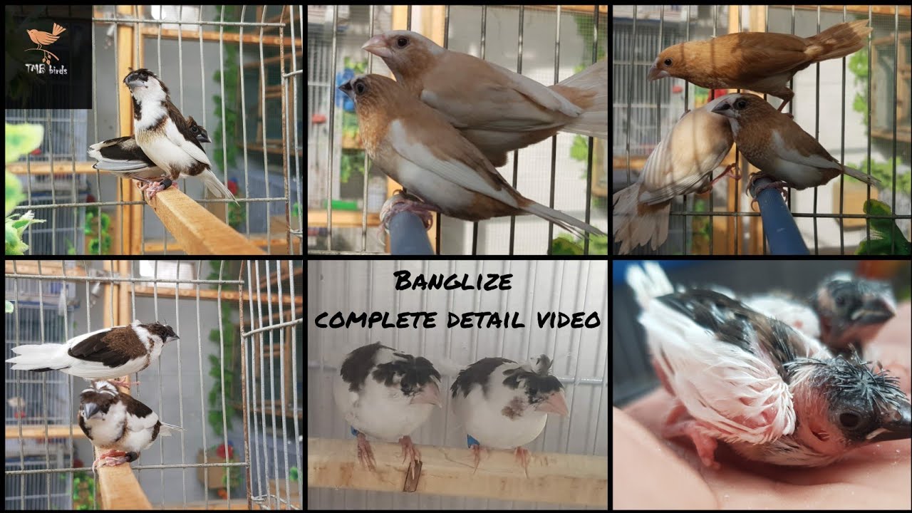 Full detail for Banglize