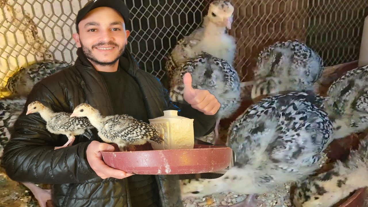 علاج كششان وكمشان الرومي الصغير مع معلقة على العلف تساوى كنوز لرفع الوزن ويبقى يومه بيومين