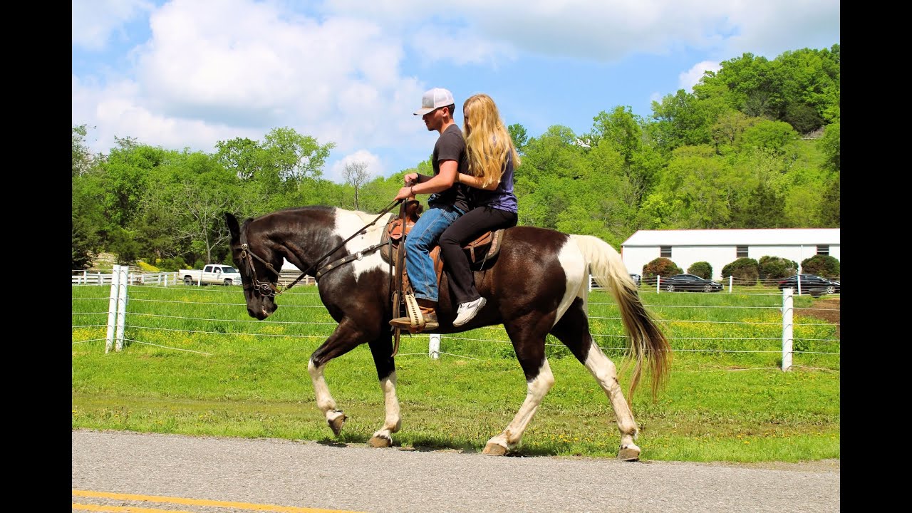 Super Broke 10 year old Gelding for sale at McNatt Farms CEO