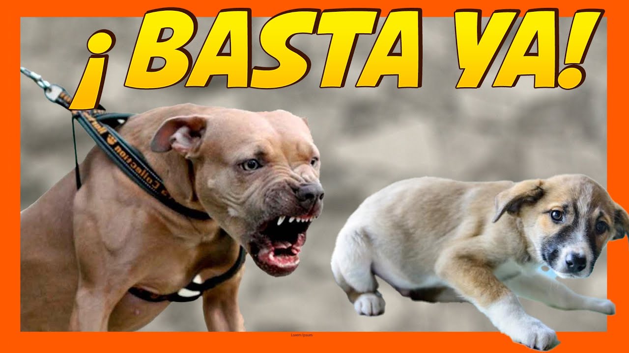 ❌¡Basta ya! 🤬 Perro agresivo ataca a otros perros 🐶