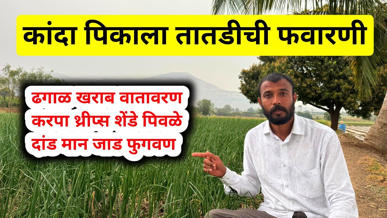 कांद्याला खराब वातावरणात 3 फवारणी फायदेशीर | kanda favarni | कांदा करपा | कांदा दांड मान जाड | kanda