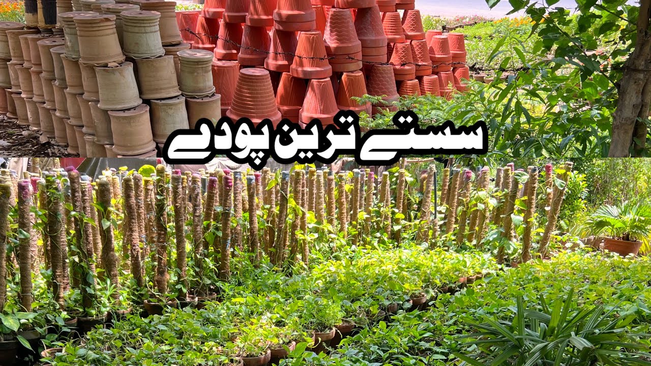 Unique Plants Pots Plant Nursery In Lahore Pakistan Wholesale Market Indoor Plants Market Voice