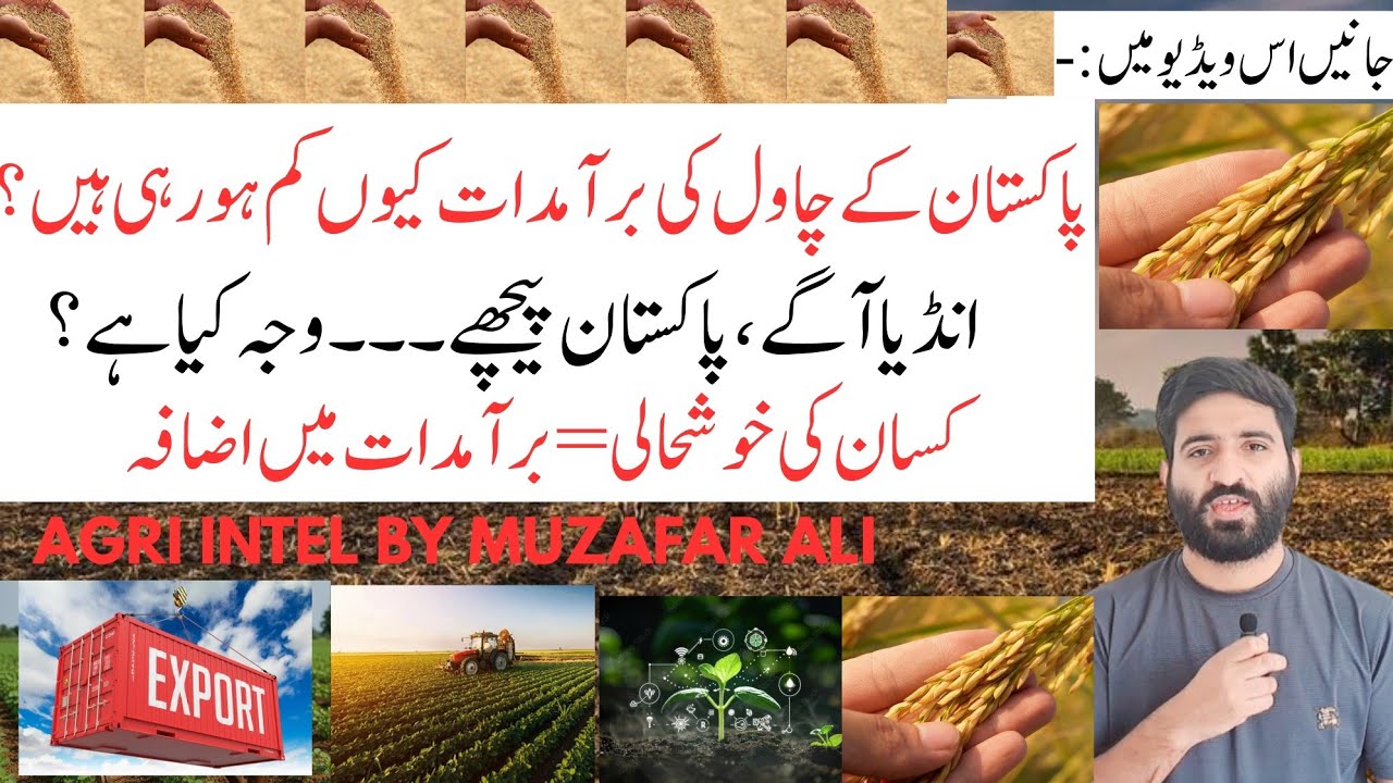 How Pakistan Can Boost Rice Exports| Lessons from India & Smart Agriculture Solutions|is it possible