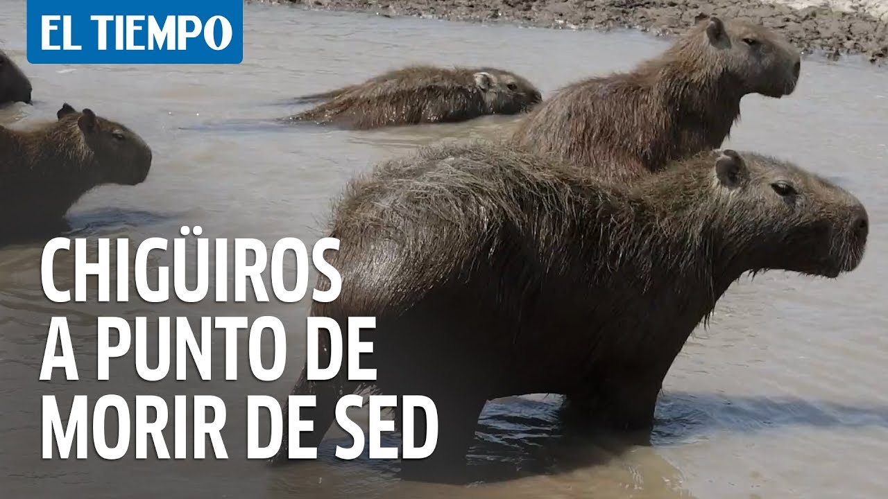 Miles de chigüiros de Casanare, otra vez a punto de morir  de sed | EL TIEMPO