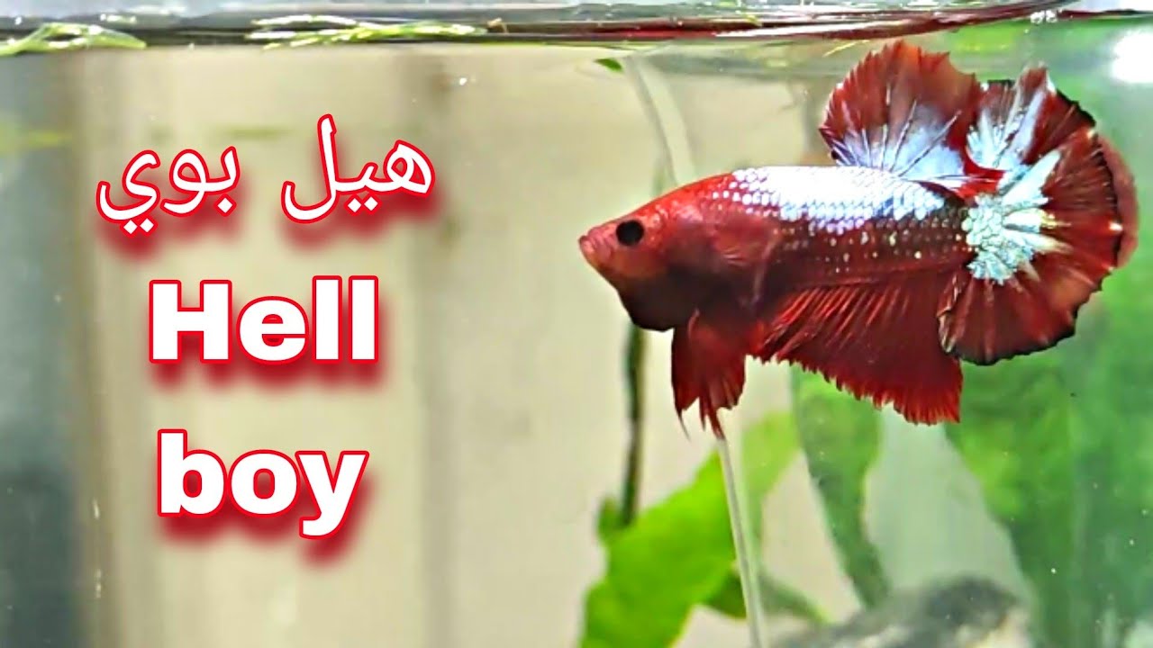 ازاي اربي سمكه الفيتر هيل بوي..كوب😱🤬..Hell boy bitta
