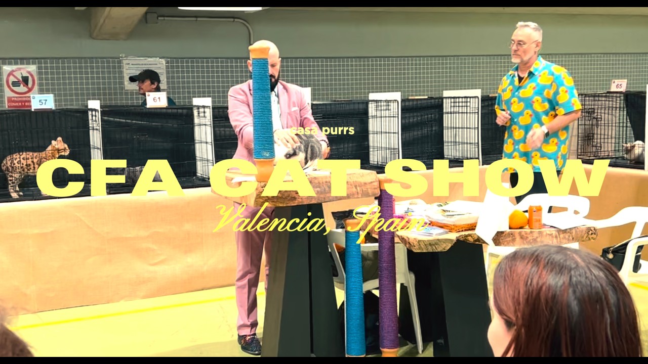 Cutest Cats at the CFA Cat Show in Valencia, Spain 2025