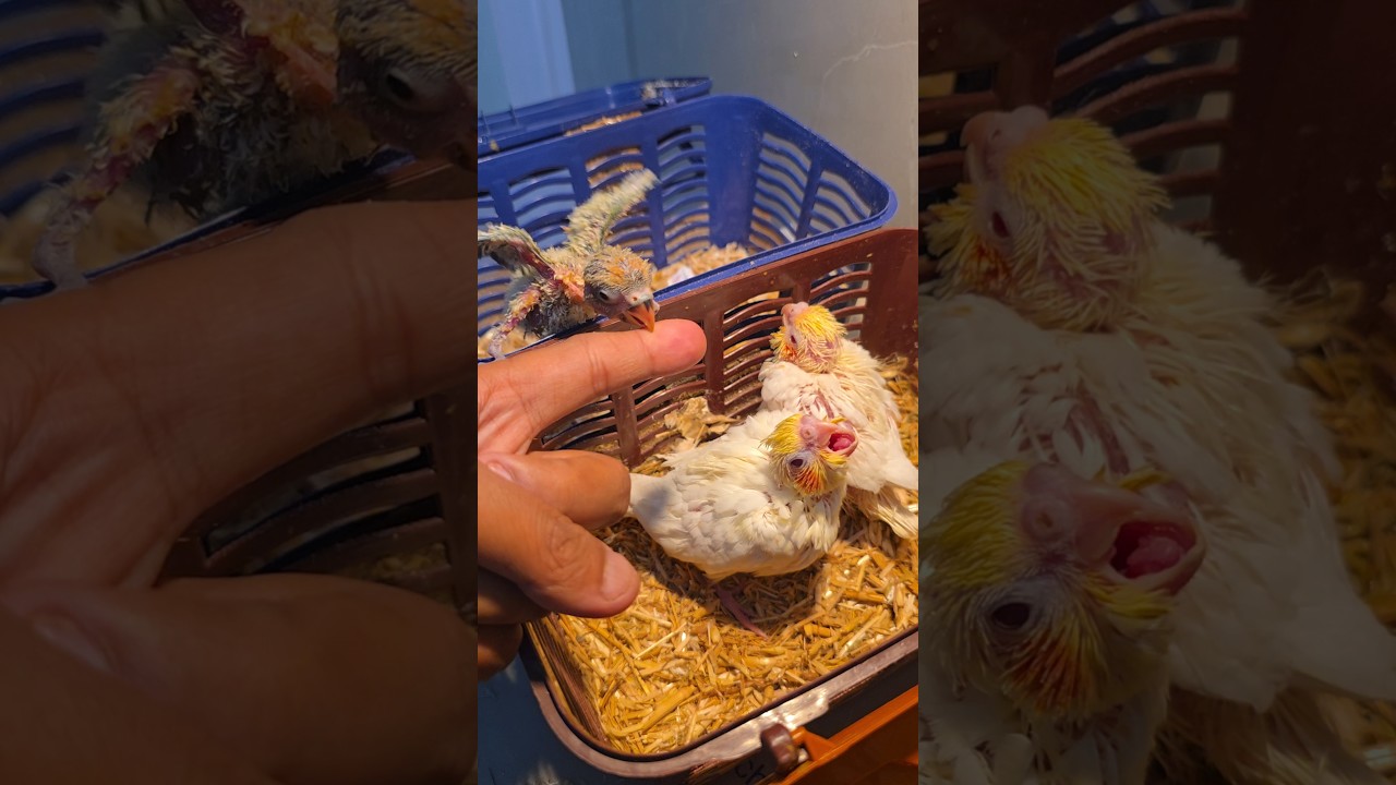 Nanne 😍 masoom baby parrots 🦜 ki kahani #shorts #lovebirds #cockatiel
