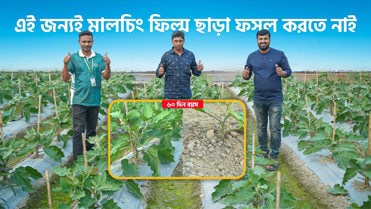 একই বয়সের চারা, একই দিনে লাগানো, কিন্তু  পার্থক্য নিজ চোখেই দেখুন