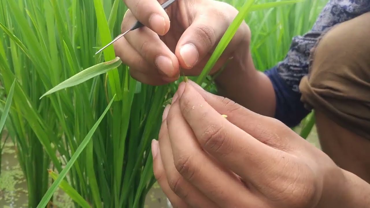 Emasculation and Pollination in rice plant (breeding , hybridization) -  Hybrid Rice production