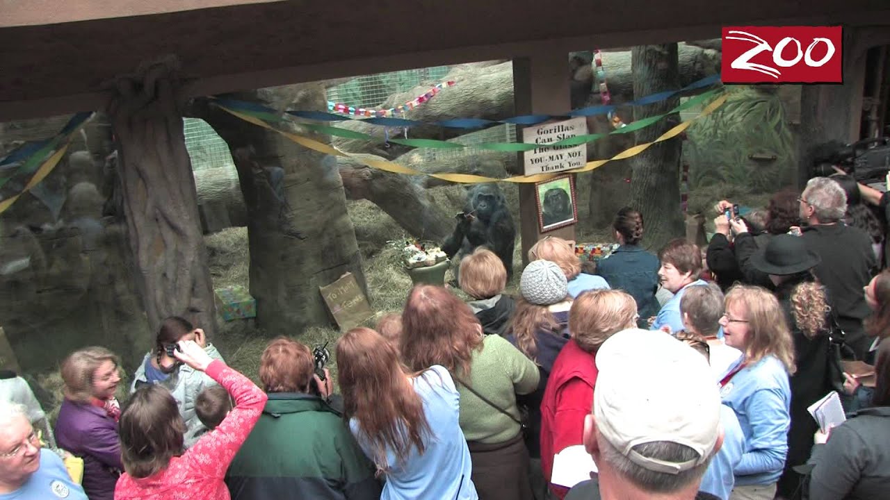 Colo Queen Of The Columbus Zoo Celebrates Year 55