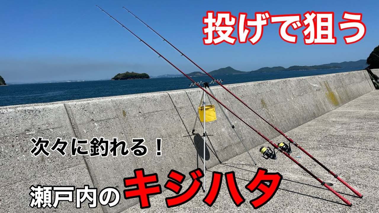 【投げ釣り】キジハタ（アコウ）を8人で狙います…ほぼ全員安打で続々と釣れます！（クラブ例会の様子です）
