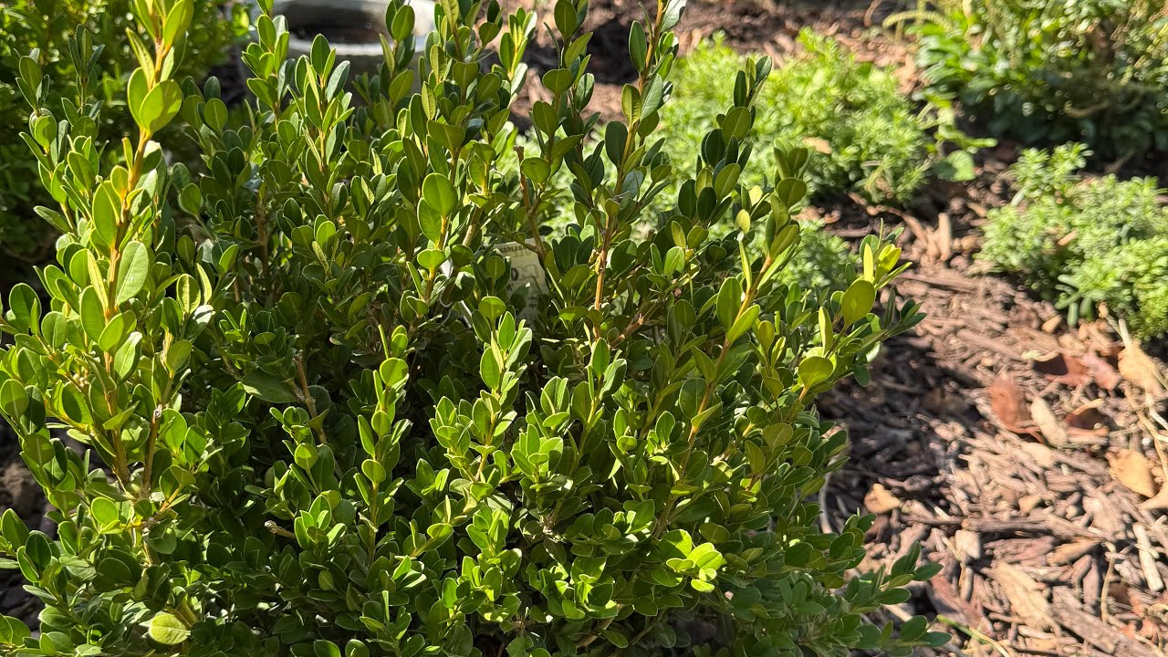 Planting boxwoods before the cold temps get here! 