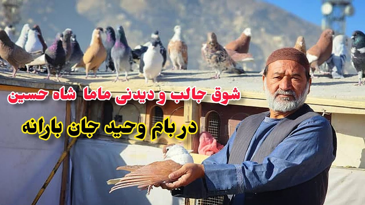 کفتربازی جانانه ماما شاه حسین ، در بام وحید بارانه 