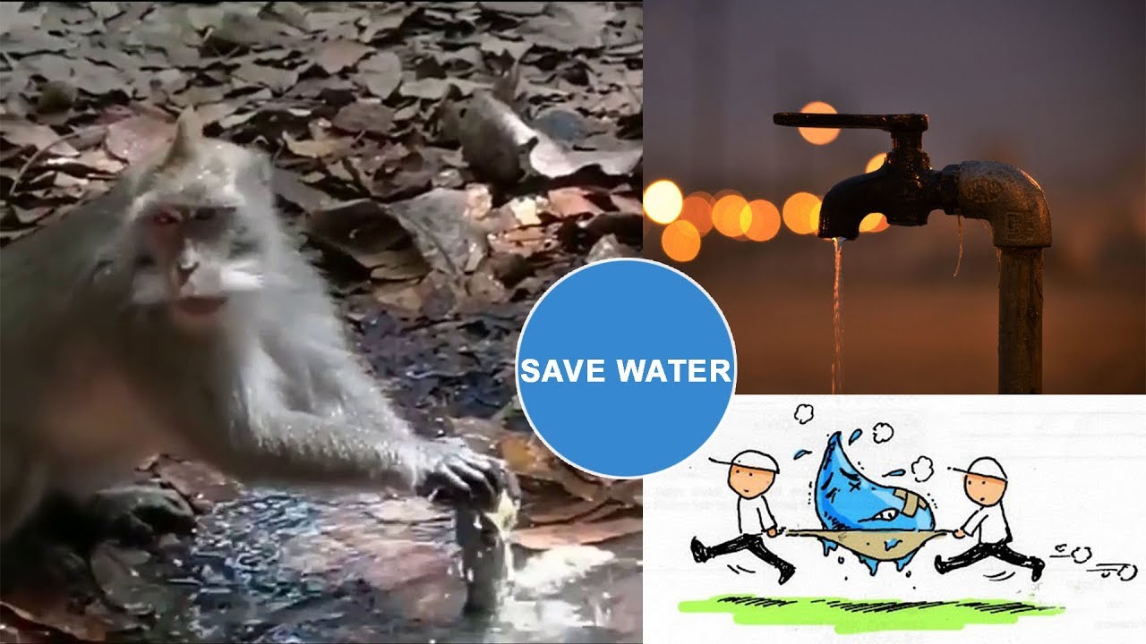 Save Water as these animals save water | Sahit Tv