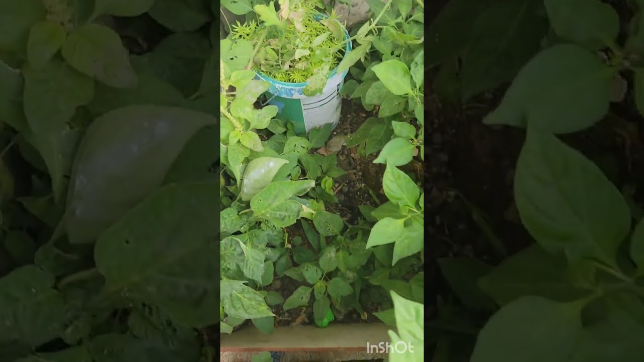 Am excited about my small farming🥰🥰🥰🙏 