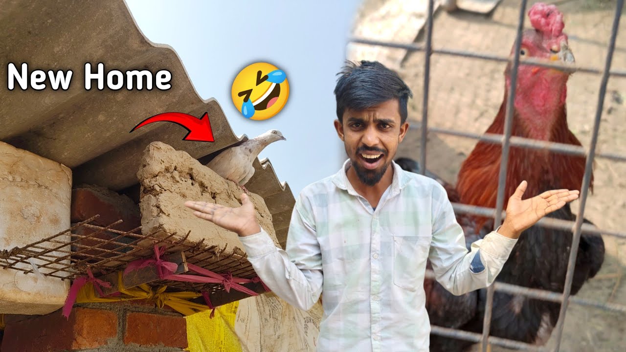 Kabootar Ko New Ghar De Dia 🥹 Lekin Shooter Gussa Ho Gia 😡 pet's vlogs ❤️@shehrmaindihat 