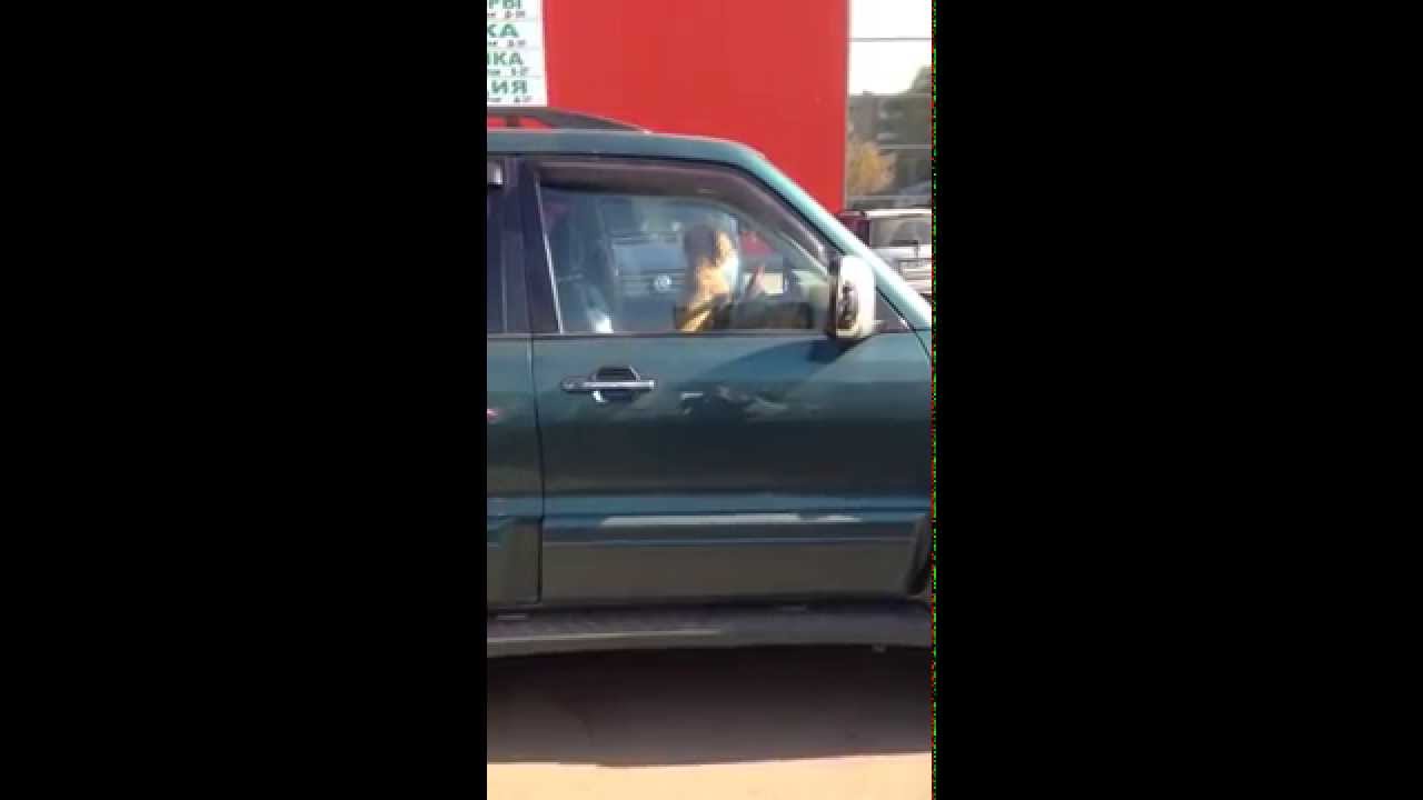 Интересно, а права есть? / A smart russian dog trying to drive a car?