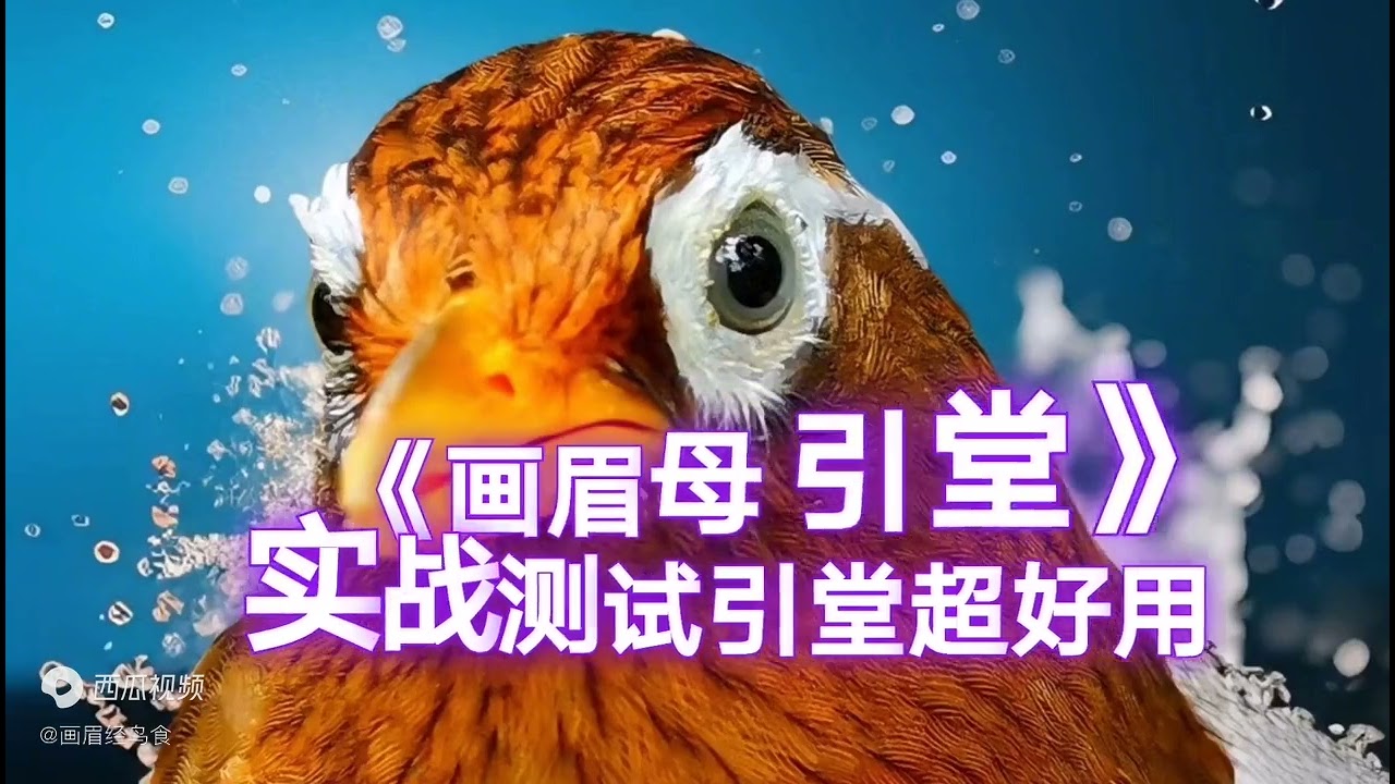 画眉鸟叫声母鸟引堂音