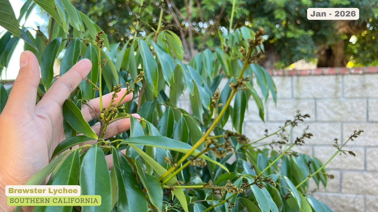 Личи Brewster - Почки - Январь 2026