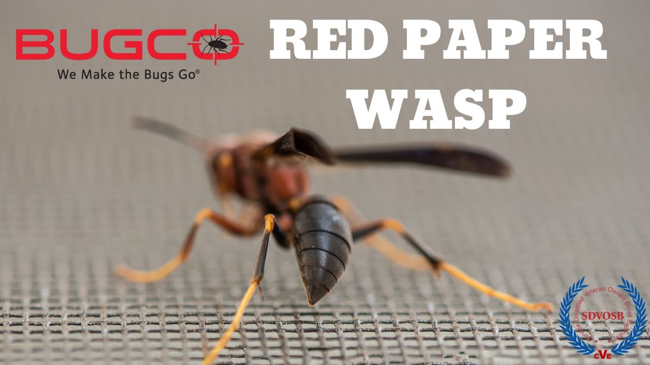 Red Paper Wasp Services | BUGCO&reg; Pest Control - Houston Dallas San Antonio Texas