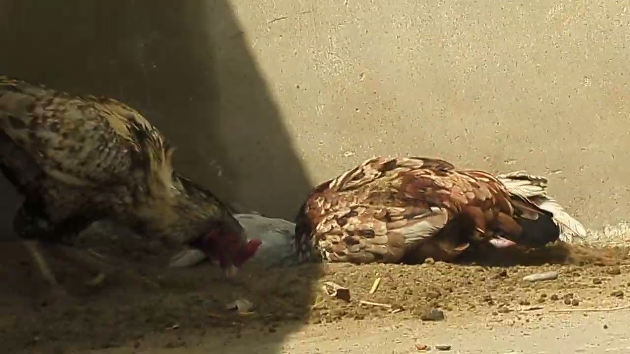 SARWAR ASEEL BREAD SHEHEKRA PISHAH WARY 1NO BREAD