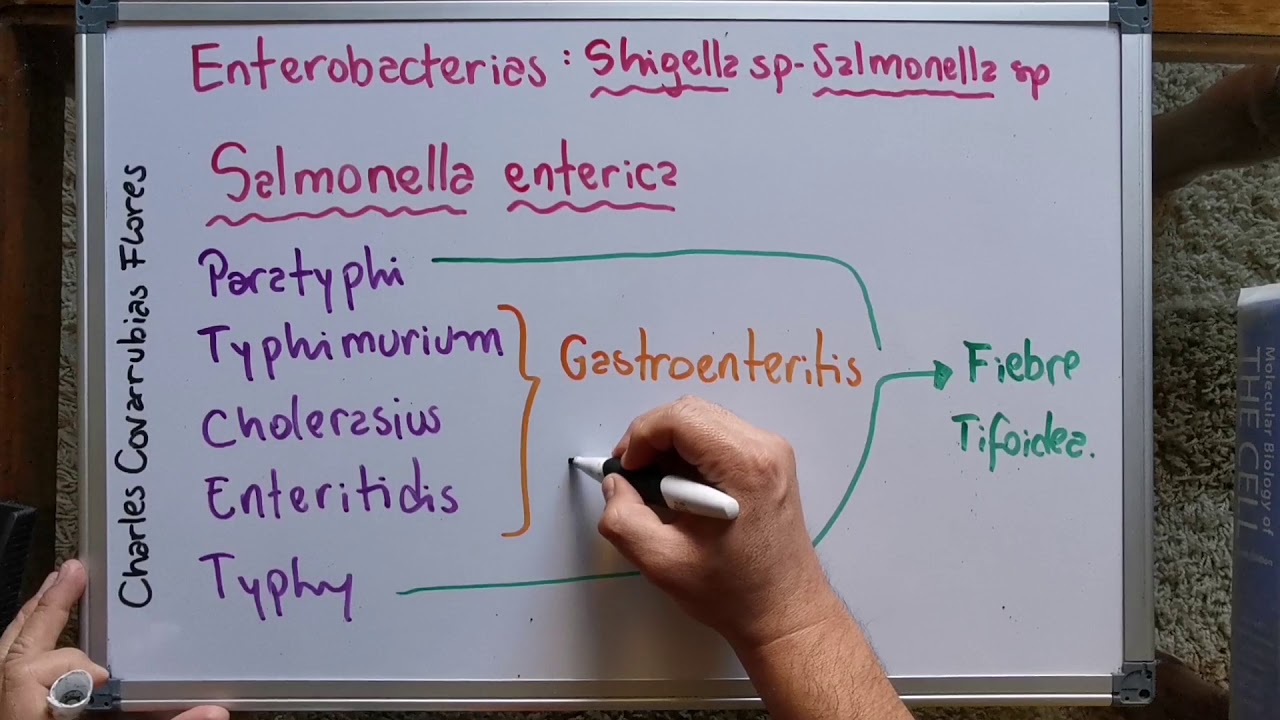 Enterobacterias II
