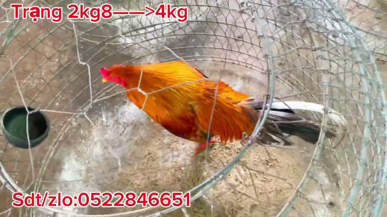 #top 21/10/2025:trại gà Hậu Ngã 7 sdt/zlo:0522846651#trending #rooster #chicken #thucung#combodia  