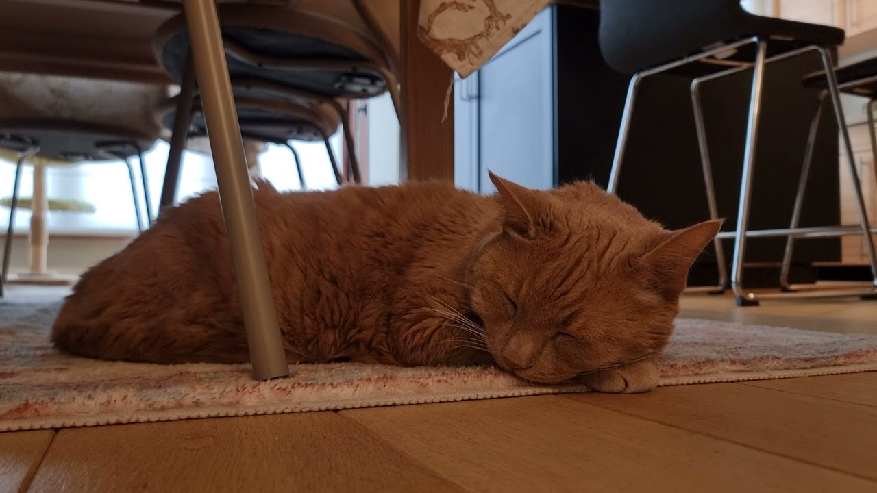 Chonky Cat Cass sleeps and says BLESS YOU