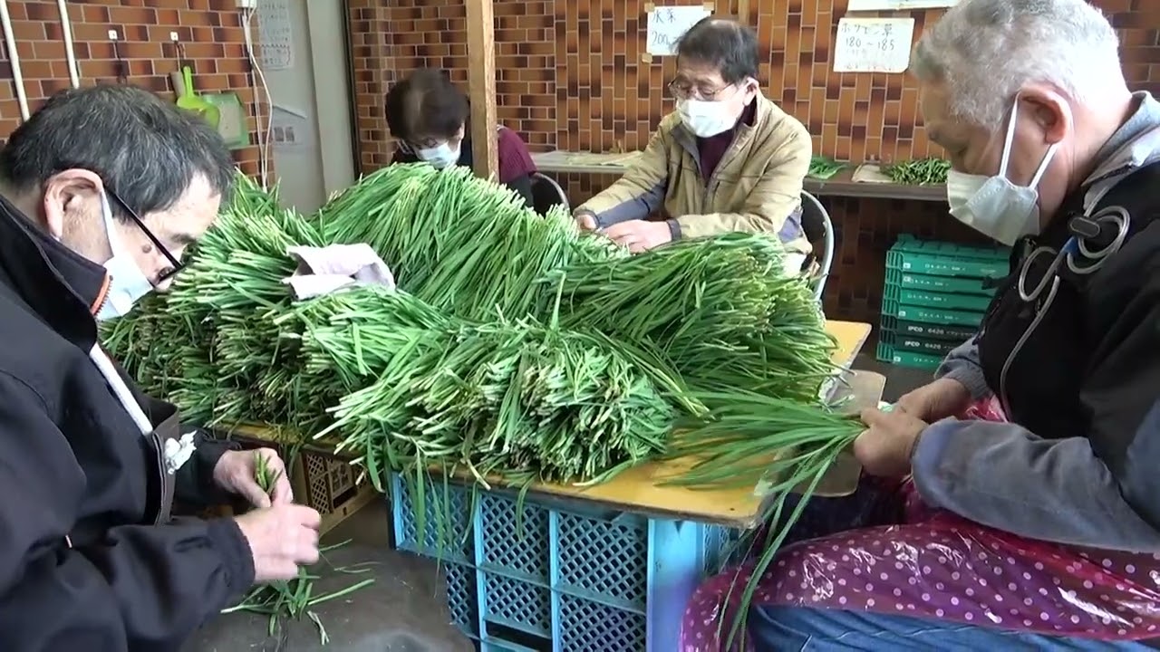 うきはかいねっと　千年コールセンターより、にらとほうれん草の揃え・量り・袋詰め作業模様の紹介です。　2026/02/20