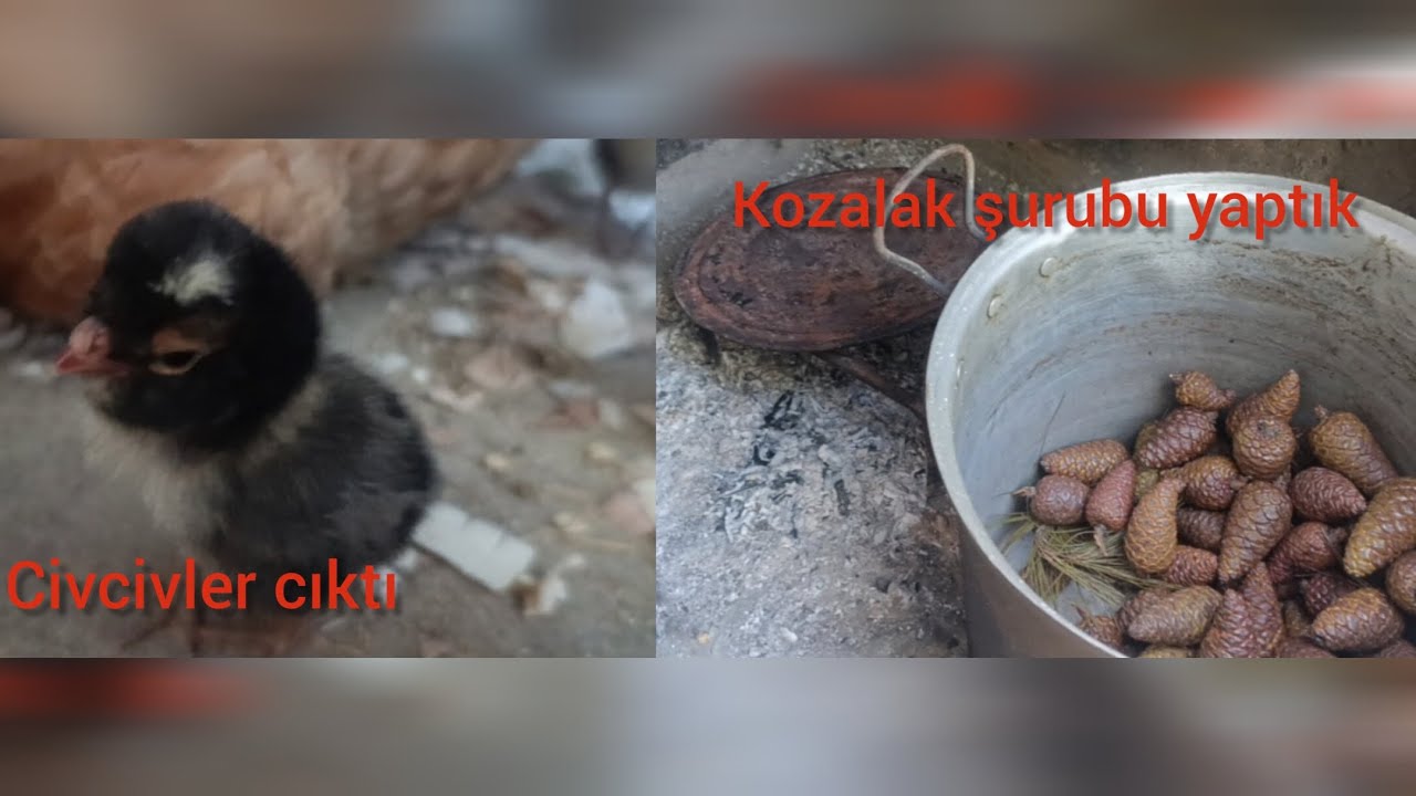 Civcivlerimiz çıktı / Kozalak şurubu yaptık