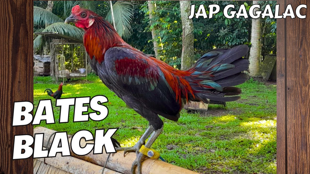 Jap Gagalac | Doc Nilo Magtibay WGE 2023 Poultry Expo