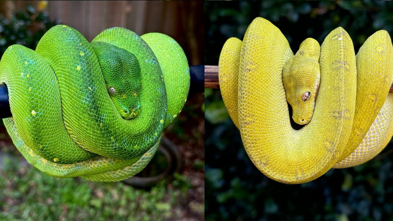 Enclosure Upgrade Completed Green Tree Pythons