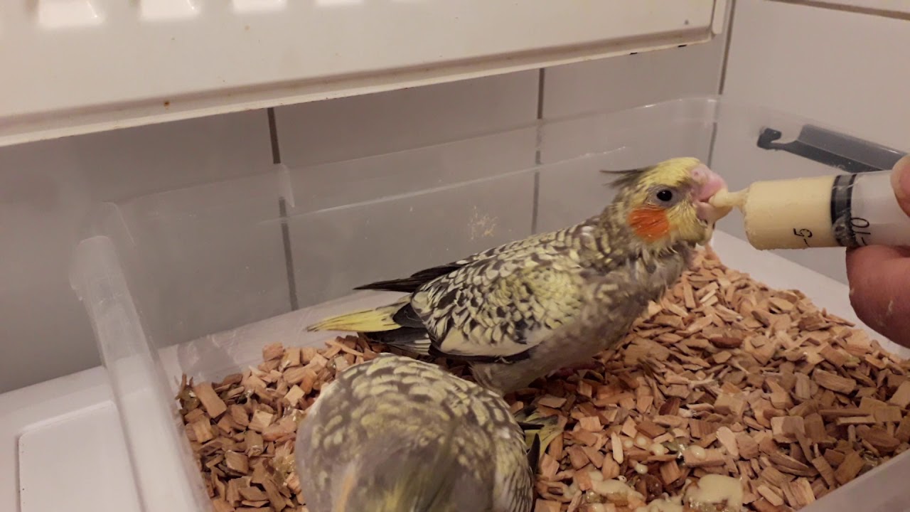 Hand-feeding baby bird with scale info