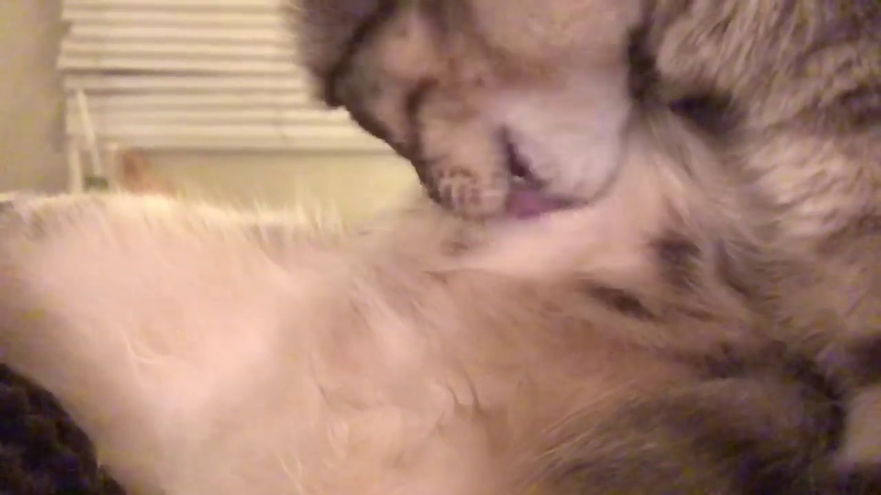 ASMR Cat Grooming #14