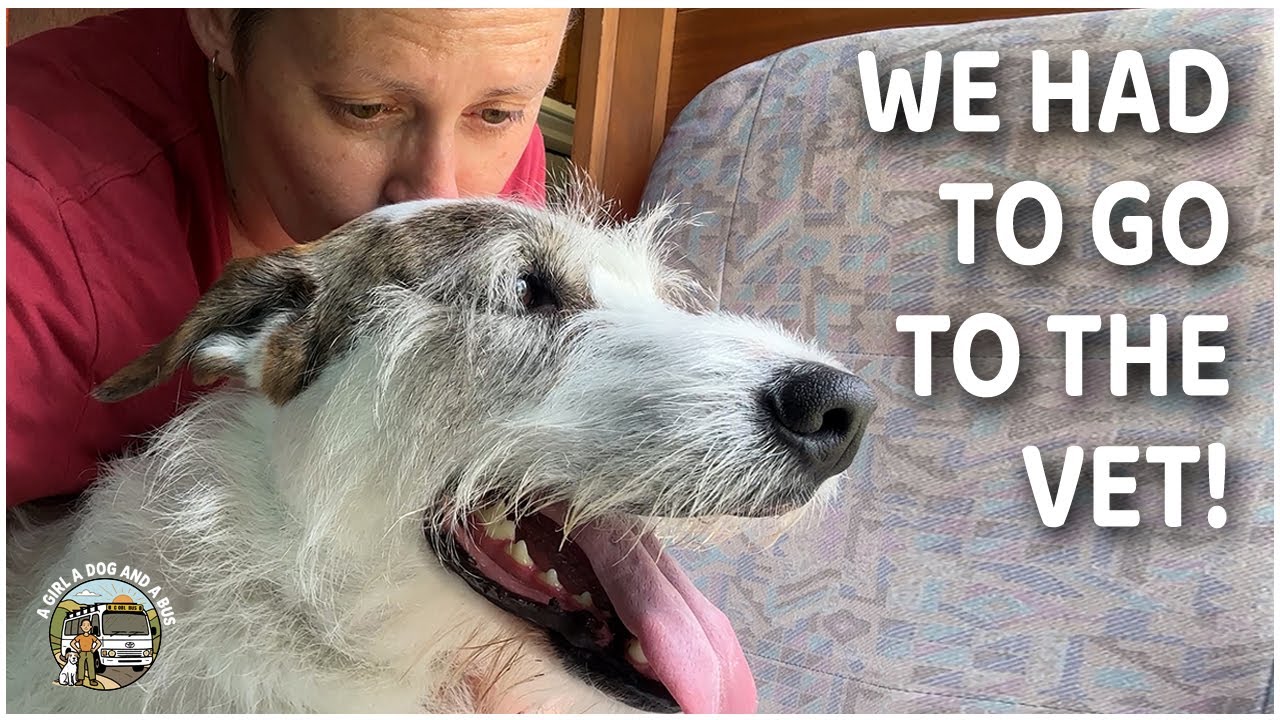 Small town life and an unplanned vet visit in Uralla, NSW.