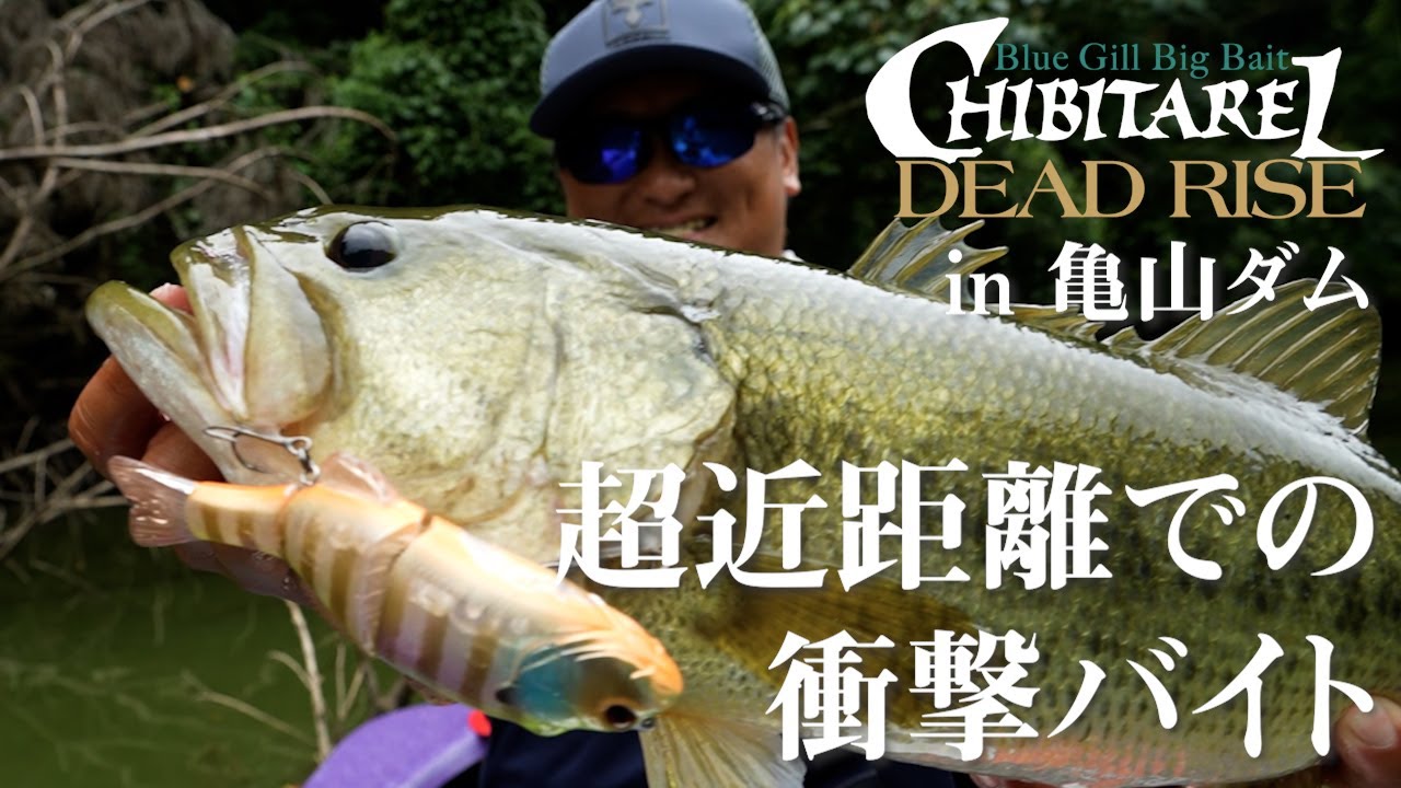 【バス釣り】超至近距離での衝撃バイト！チビタレルデッドライズ in 亀山ダム / 片岡壮士