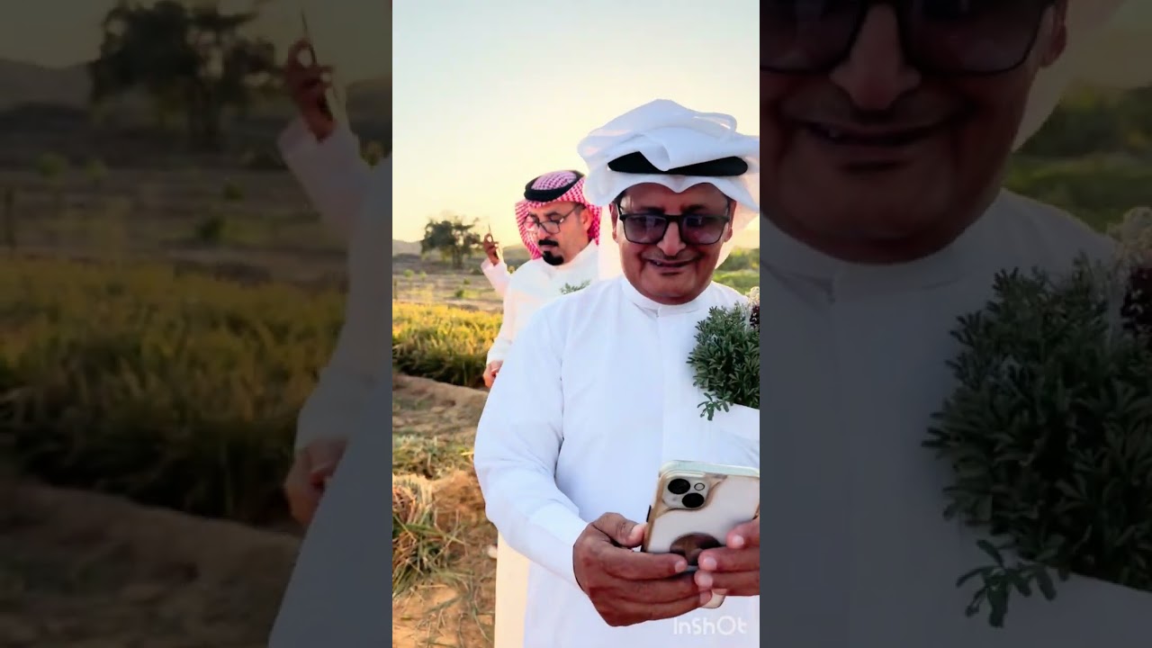 حصاد الأرز التهامي