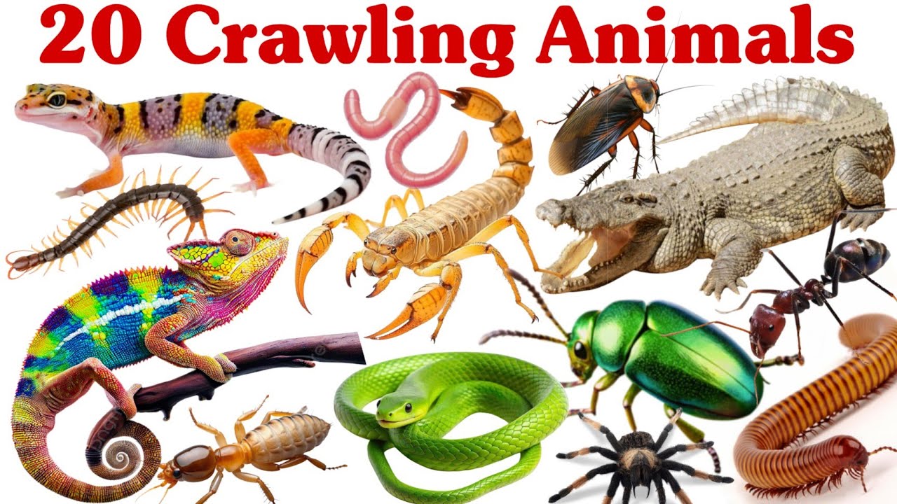 रेंगने वाले जानवर सीखें बच्चों के लिए | Learn 20 Crawling Animal Names for Kids with Pictures