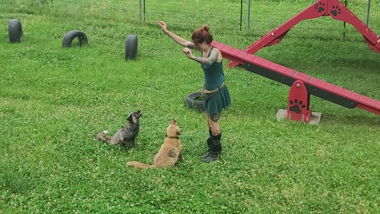 Agility trained foxes!